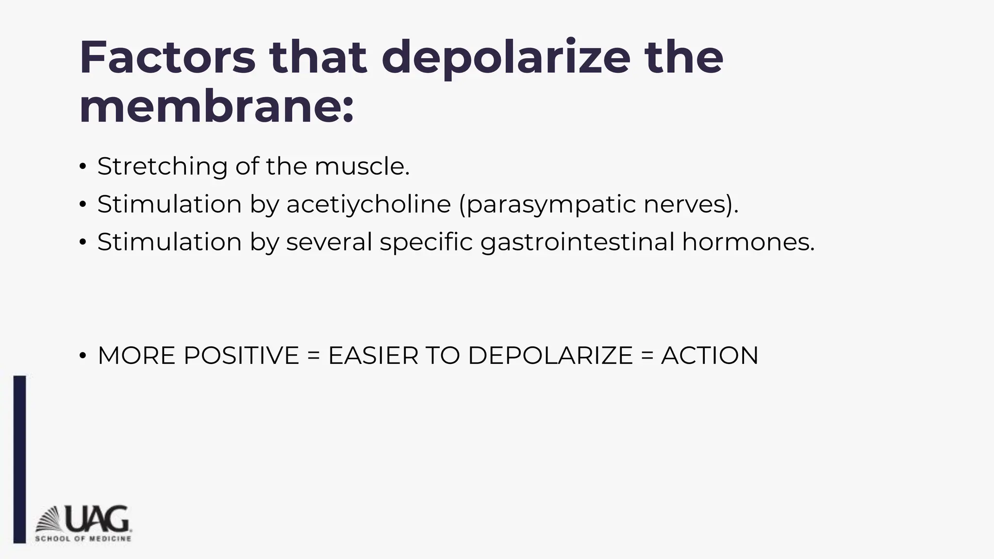 Factors that depolarize the
membrane:
• Stretching of the muscle.
• Stimulation by acetiycholine (parasympatic nerves).
• Stimulation by several specific gastrointestinal hormones.
• MORE POSITIVE = EASIER TO DEPOLARIZE = ACTION
 