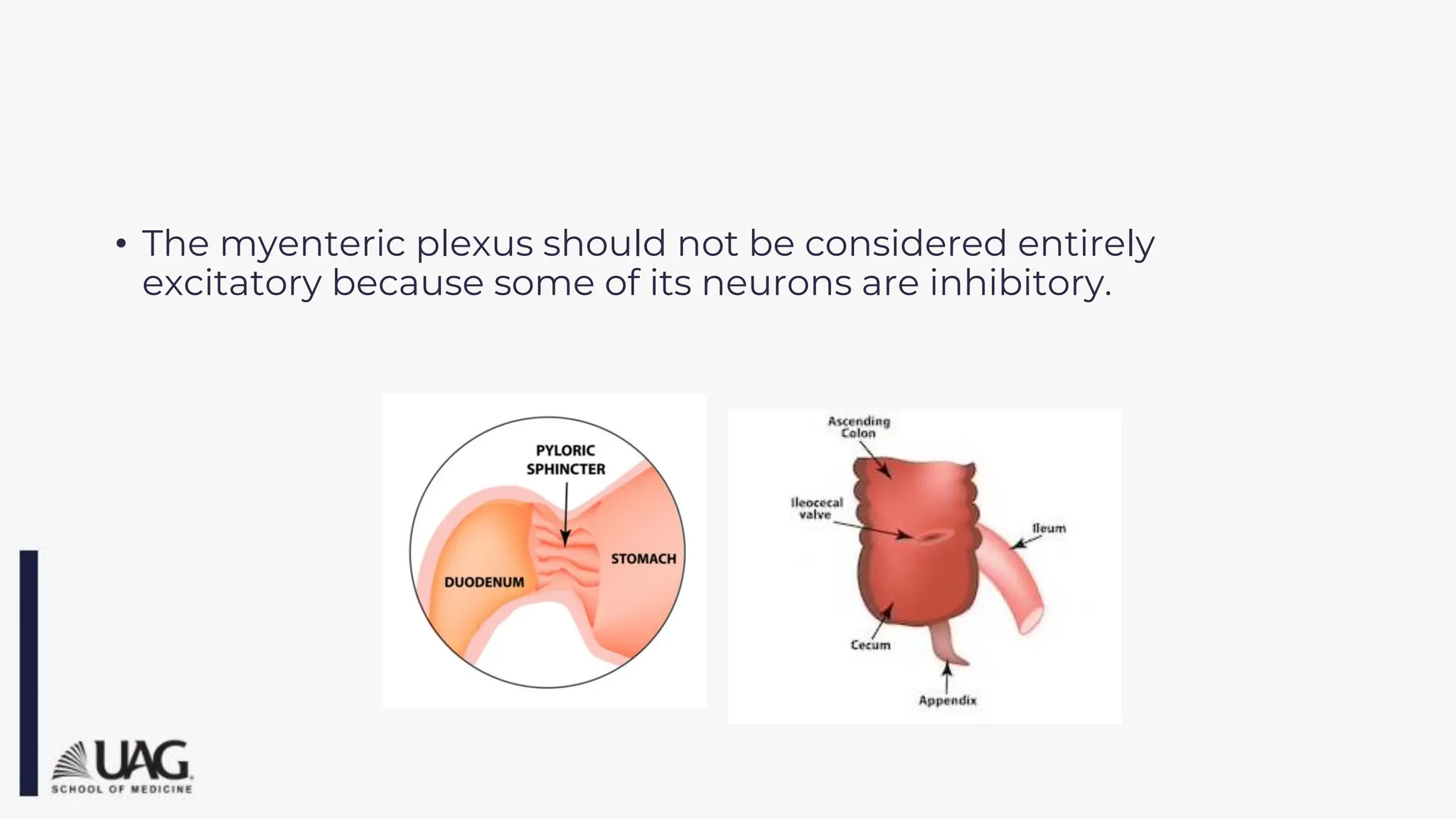 • The myenteric plexus should not be considered entirely
excitatory because some of its neurons are inhibitory.
 
