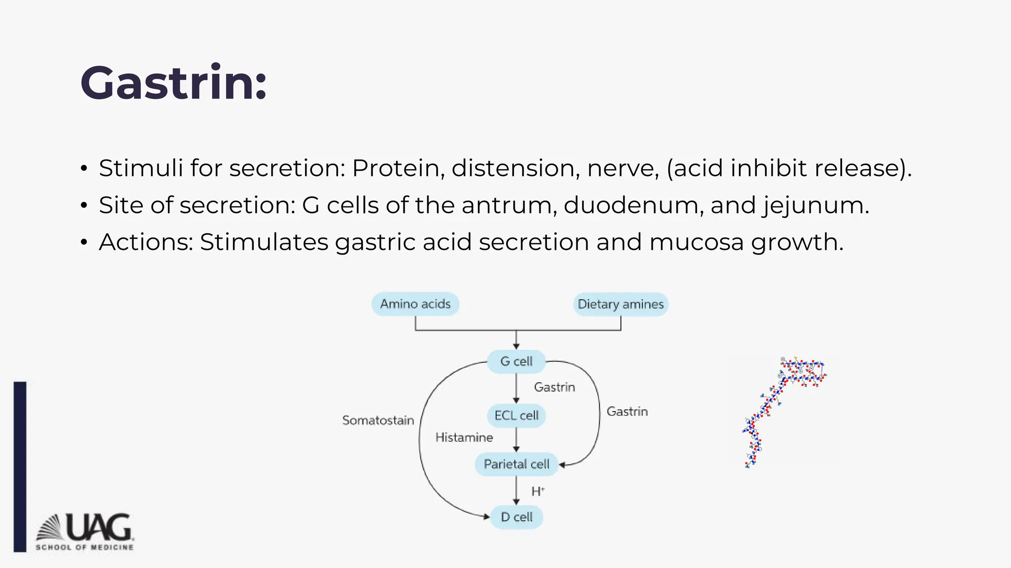 Gastrin:
• Stimuli for secretion: Protein, distension, nerve, (acid inhibit release).
• Site of secretion: G cells of the antrum, duodenum, and jejunum.
• Actions: Stimulates gastric acid secretion and mucosa growth.
 