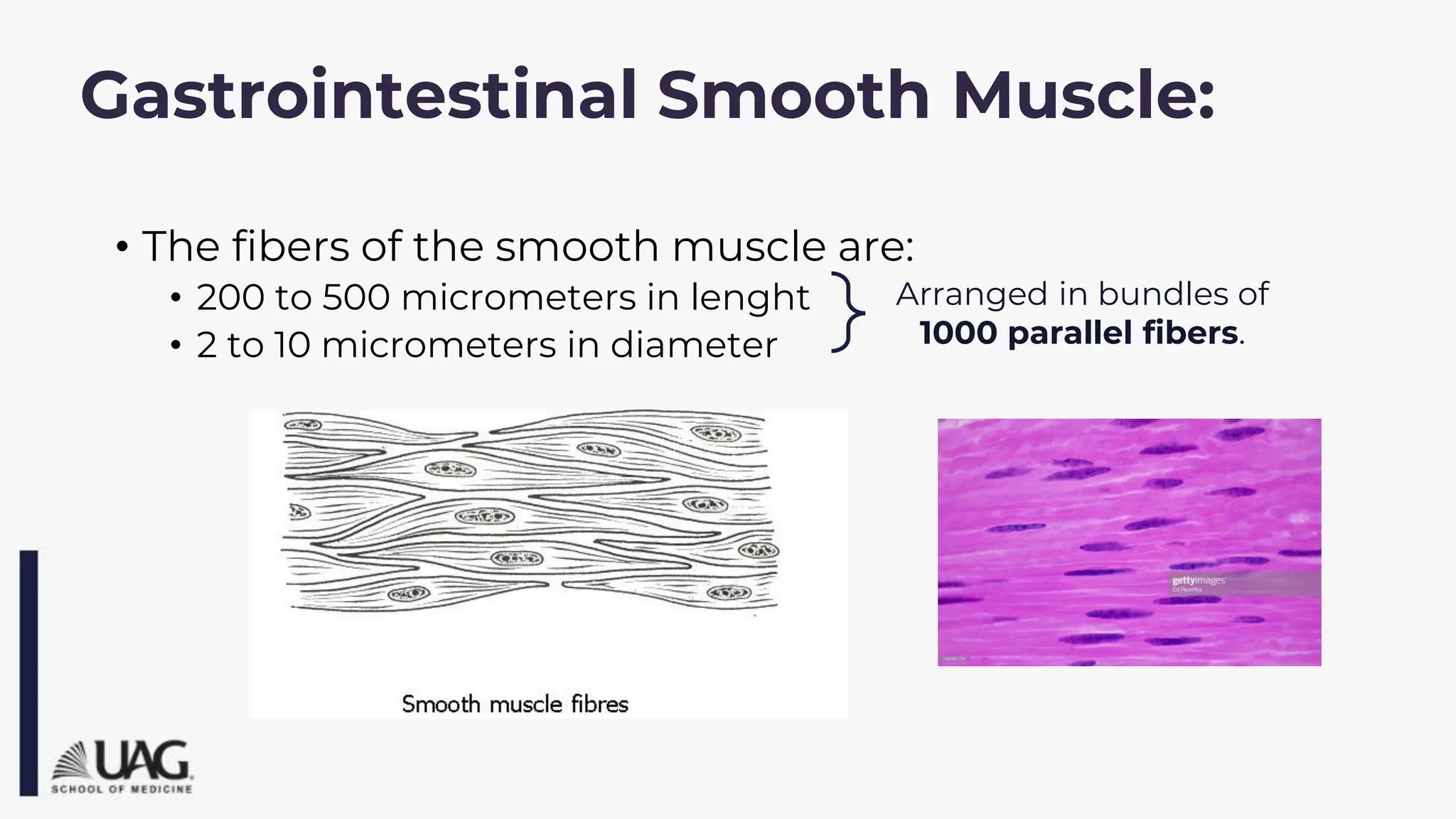 Gastrointestinal Smooth Muscle:
• The fibers of the smooth muscle are:
• 200 to 500 micrometers in lenght
• 2 to 10 micrometers in diameter
Arranged in bundles of
1000 parallel fibers.
 