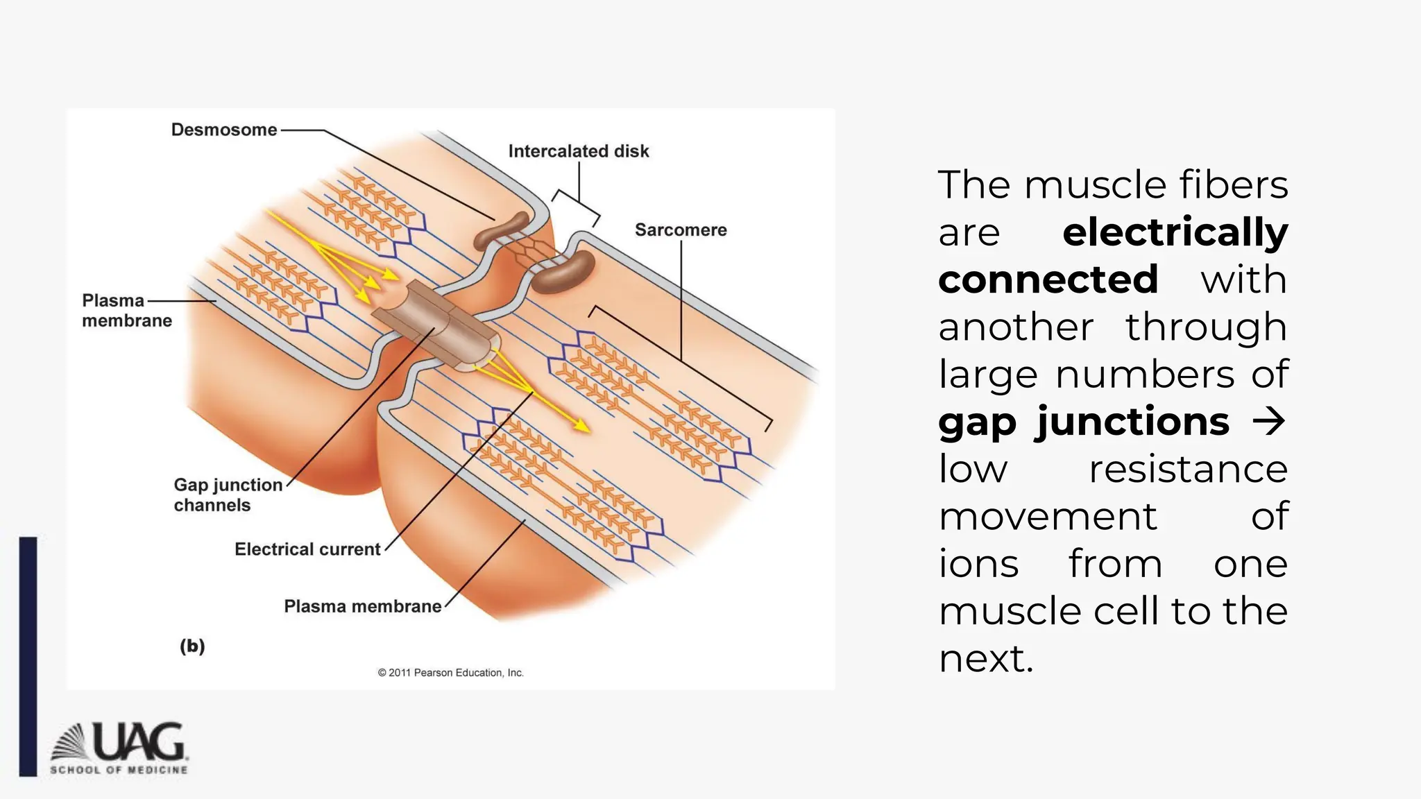 The muscle fibers
are electrically
connected with
another through
large numbers of
gap junctions →
low resistance
movement of
ions from one
muscle cell to the
next.
 