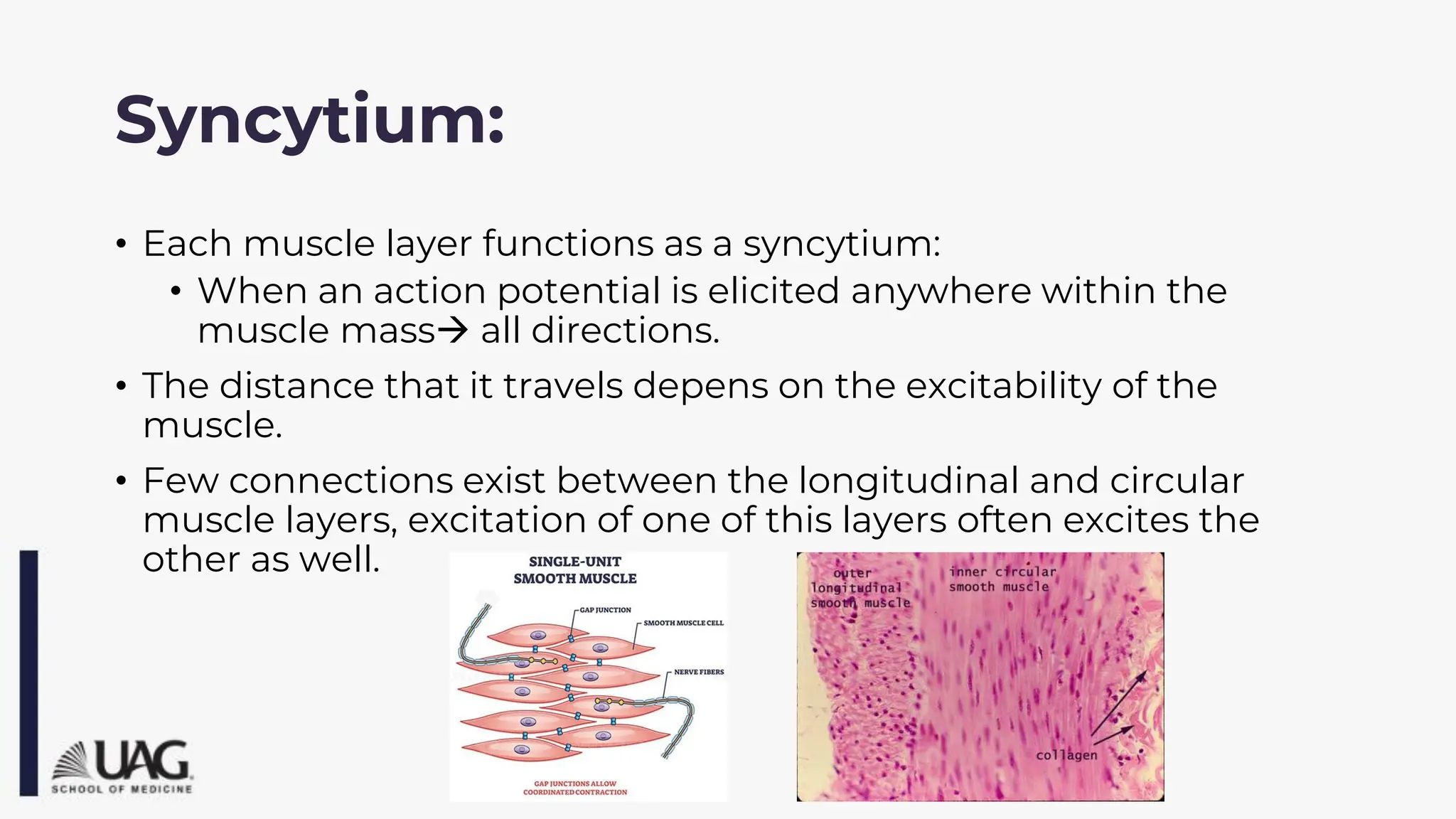 Syncytium:
• Each muscle layer functions as a syncytium:
• When an action potential is elicited anywhere within the
muscle mass→ all directions.
• The distance that it travels depens on the excitability of the
muscle.
• Few connections exist between the longitudinal and circular
muscle layers, excitation of one of this layers often excites the
other as well.
 