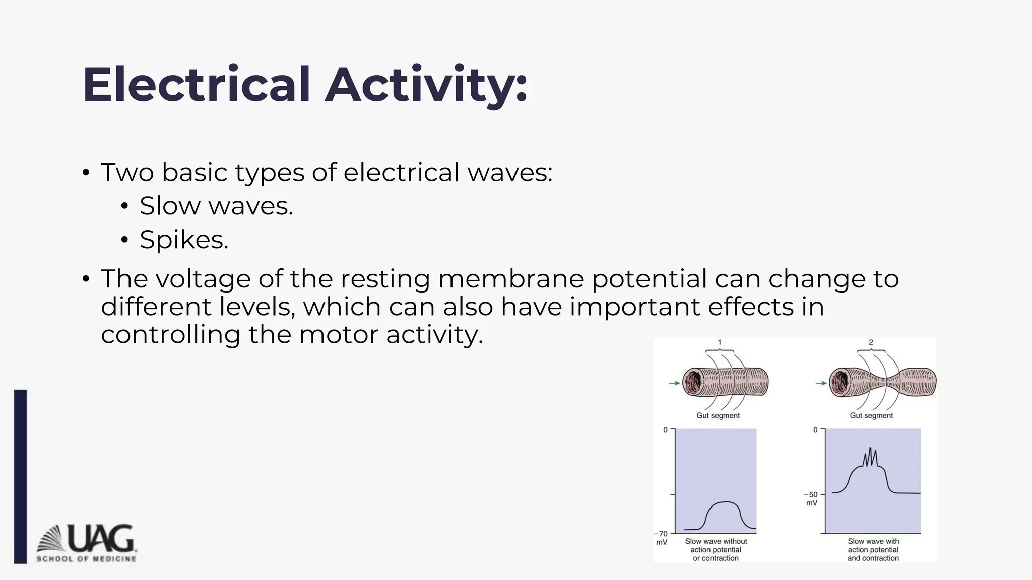 Electrical Activity:
• Two basic types of electrical waves:
• Slow waves.
• Spikes.
• The voltage of the resting membrane potential can change to
different levels, which can also have important effects in
controlling the motor activity.
 