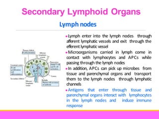 ORGANIZATION OF IMMUNE SYSTEM 1,2.pdf