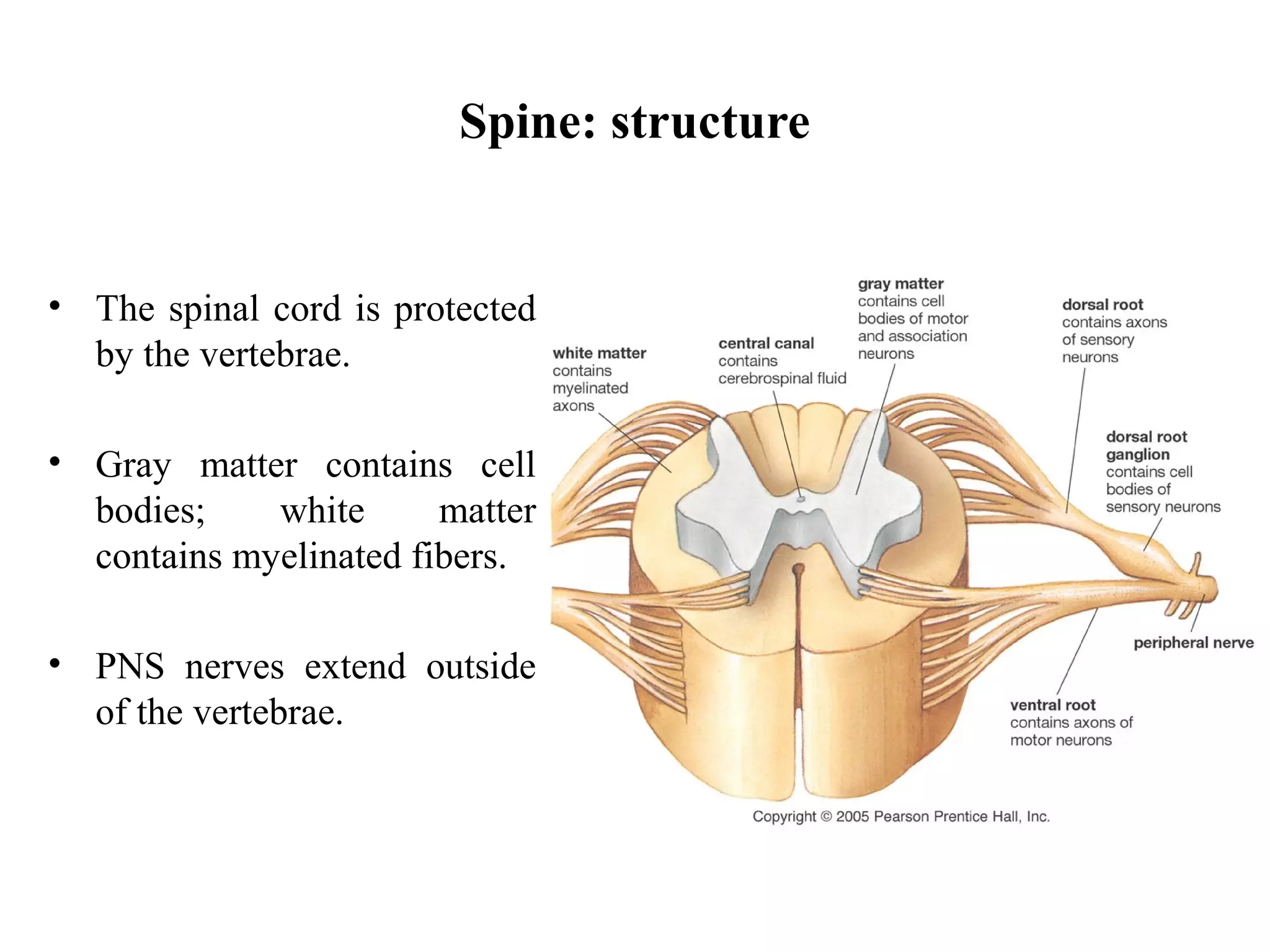 Spine: structure
• The spinal cord is protected
by the vertebrae.
• Gray matter contains cell
bodies; white matter
contains myelinated fibers.
• PNS nerves extend outside
of the vertebrae.
 