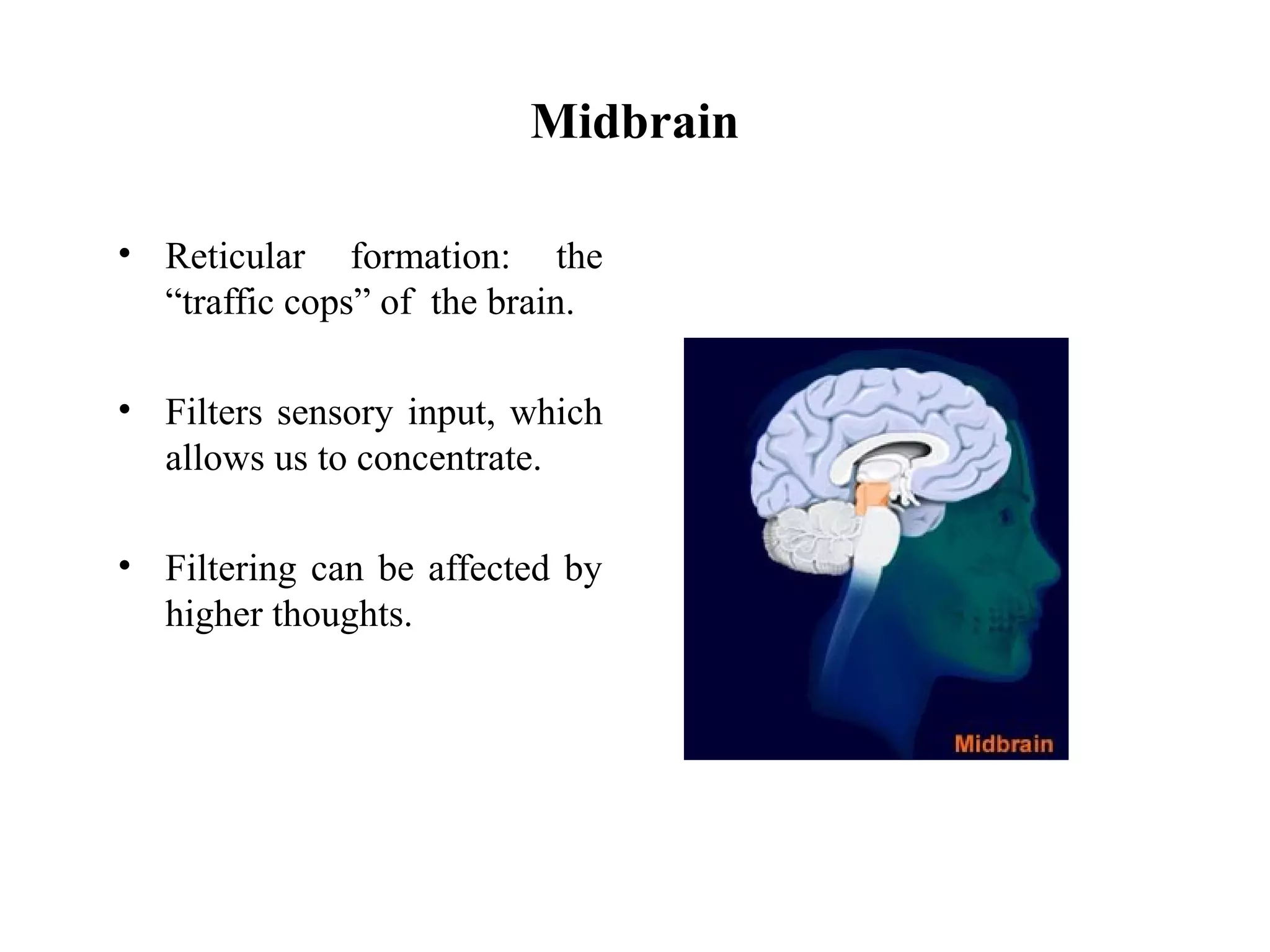 Midbrain
• Reticular formation: the
“traffic cops” of the brain.
• Filters sensory input, which
allows us to concentrate.
• Filtering can be affected by
higher thoughts.
 