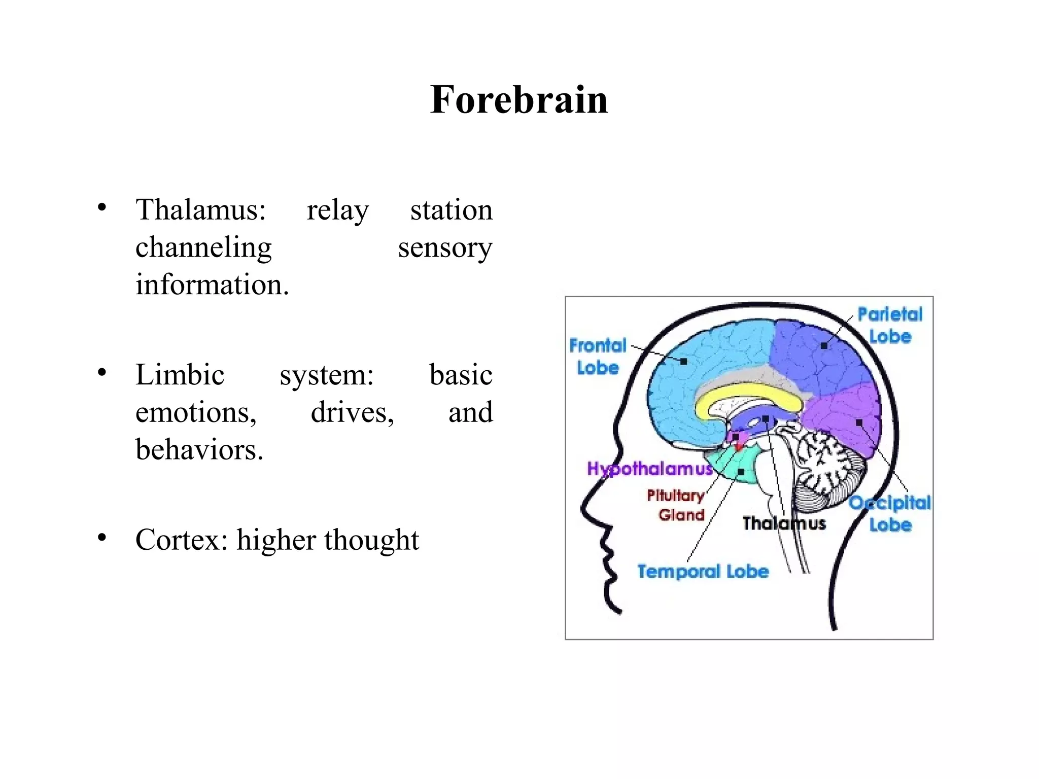 Forebrain
• Thalamus: relay station
channeling sensory
information.
• Limbic system: basic
emotions, drives, and
behaviors.
• Cortex: higher thought
 