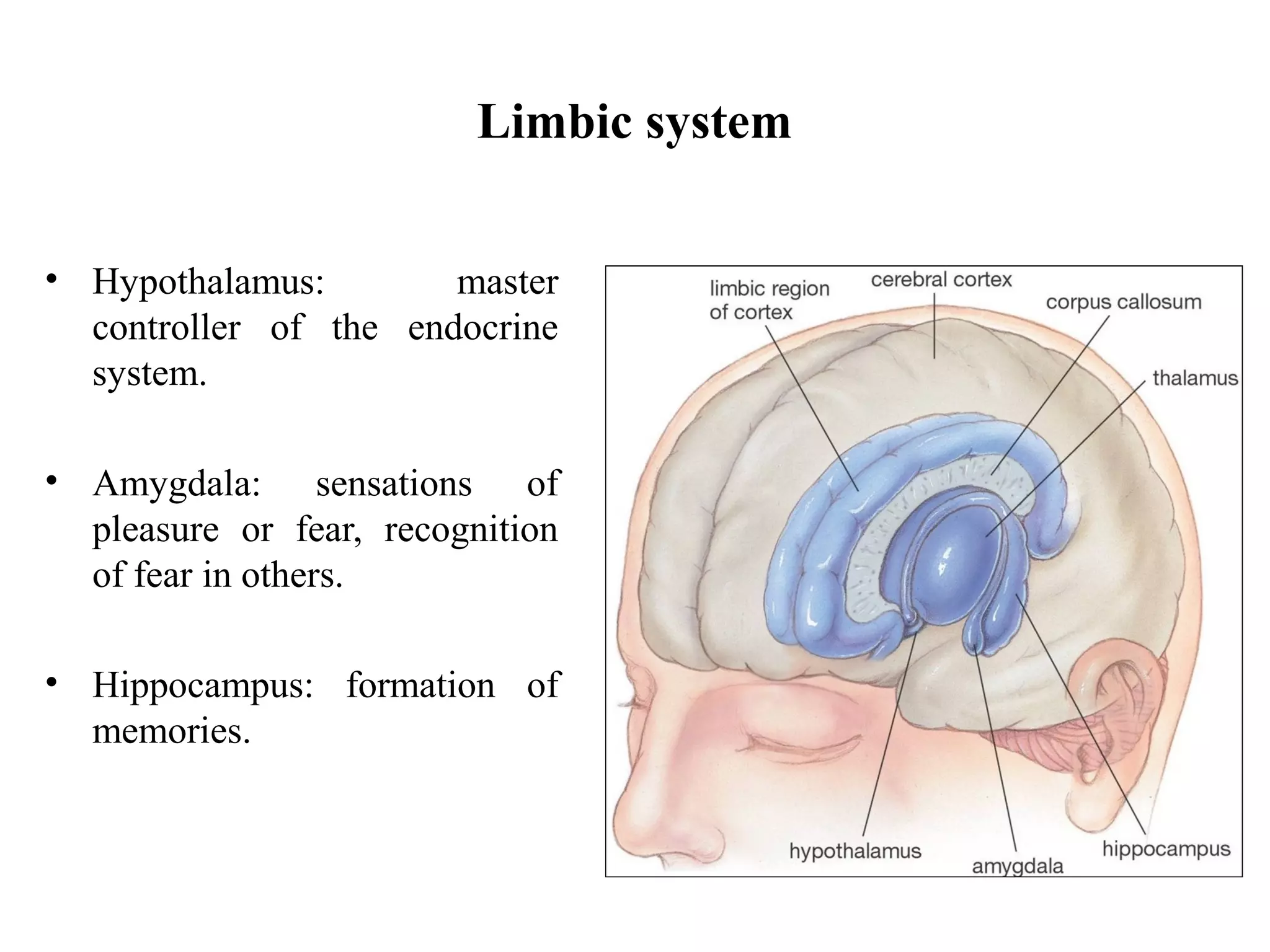 Limbic system
• Hypothalamus: master
controller of the endocrine
system.
• Amygdala: sensations of
pleasure or fear, recognition
of fear in others.
• Hippocampus: formation of
memories.
 