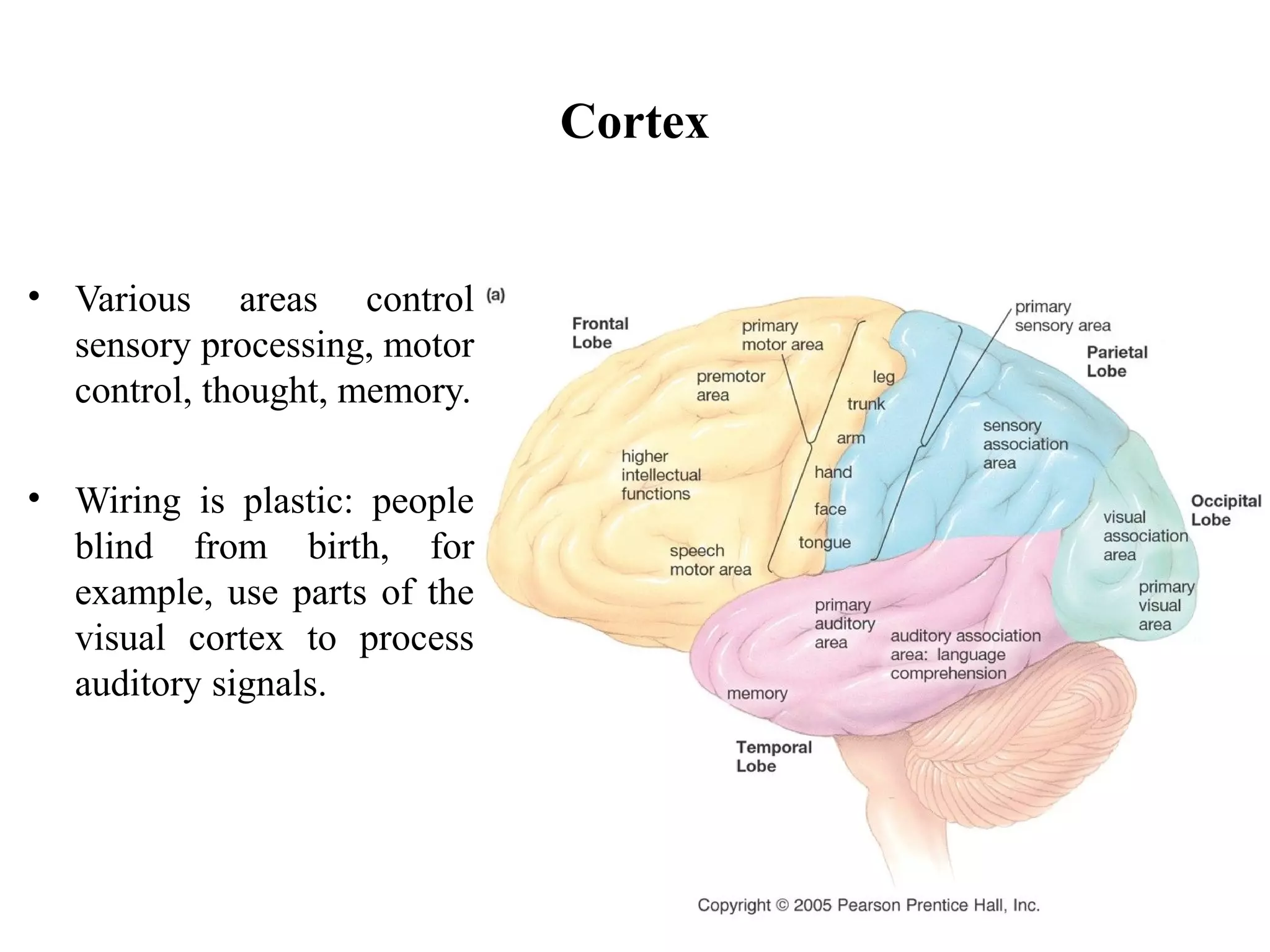 Cortex
• Various areas control
sensory processing, motor
control, thought, memory.
• Wiring is plastic: people
blind from birth, for
example, use parts of the
visual cortex to process
auditory signals.
 