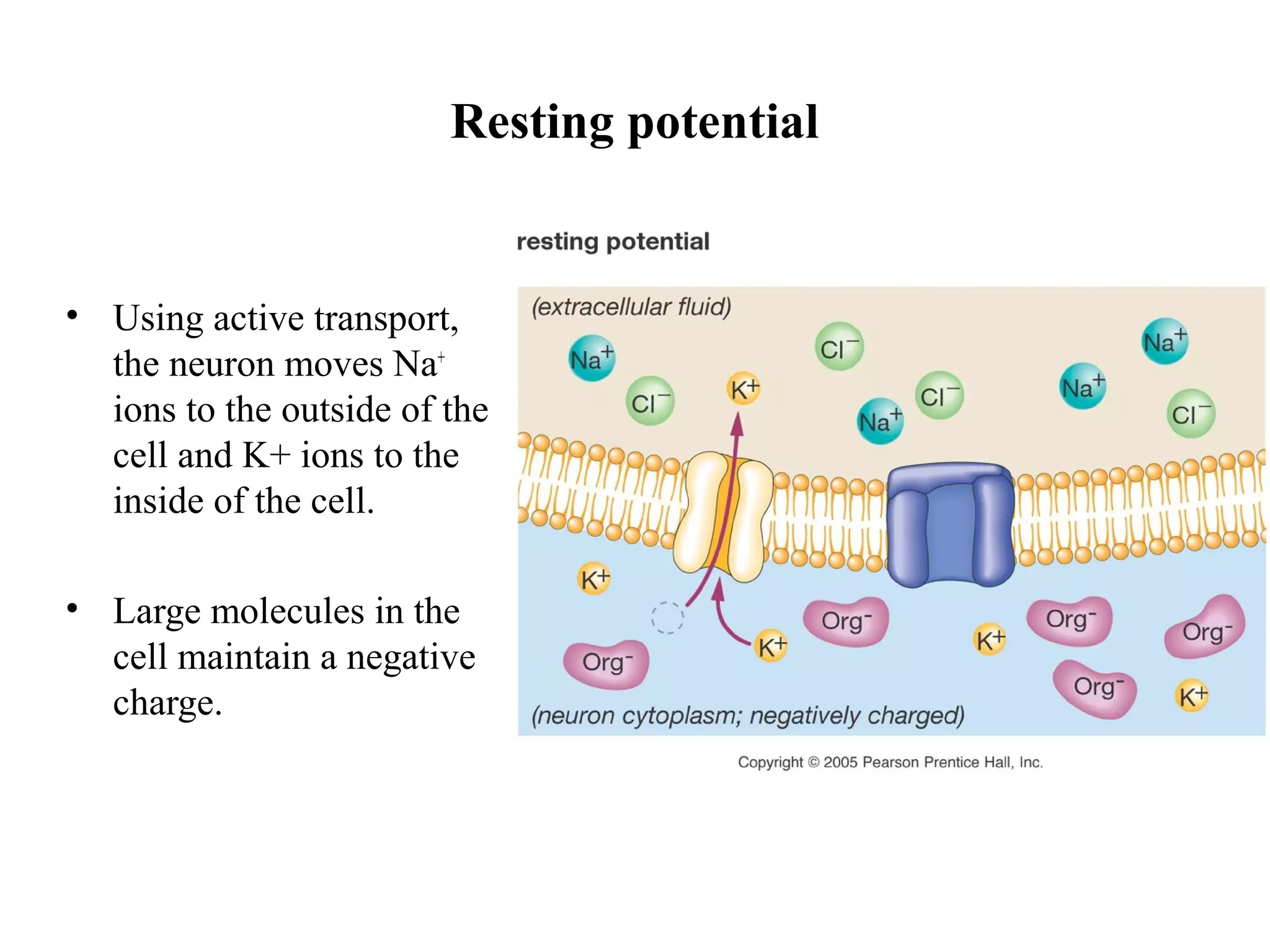 Resting potential
• Using active transport,
the neuron moves Na+
ions to the outside of the
cell and K+ ions to the
inside of the cell.
• Large molecules in the
cell maintain a negative
charge.
 