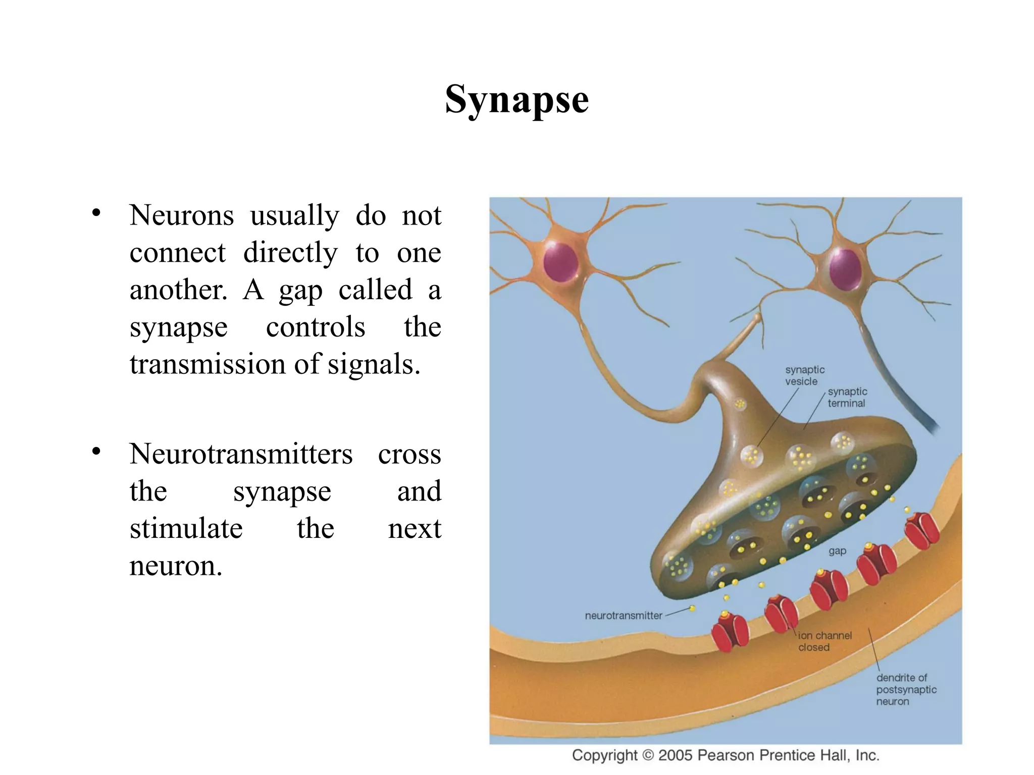 Synapse
• Neurons usually do not
connect directly to one
another. A gap called a
synapse controls the
transmission of signals.
• Neurotransmitters cross
the synapse and
stimulate the next
neuron.
 