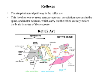 Organization of nervous system | PPT