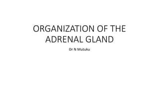 ORGANIZATION OF THE
ADRENAL GLAND
Dr N Mutuku
 