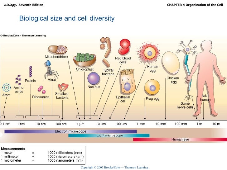 organization of the cell ch04 lecture size of cell