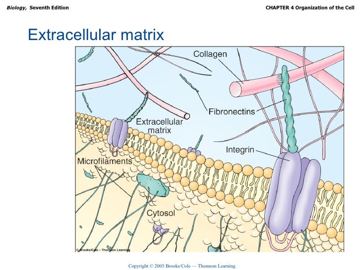 Organization Of The Cell Ch04 Lecture