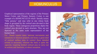 Homunculus Mapper Example ORGANIZATION OF THE HUMAN NERVOUS SYSTEM.pptx