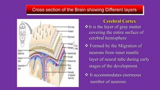 ORGANIZATION OF THE HUMAN NERVOUS SYSTEM.pptx