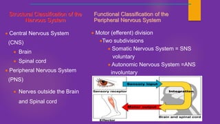 Pns Classification ORGANIZATION OF THE HUMAN NERVOUS SYSTEM.pptx