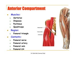 Organization of the ll, front and medial sides of thigh | PDF