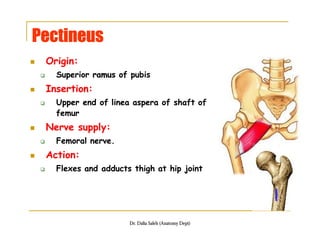 Organization of the ll, front and medial sides of thigh | PDF