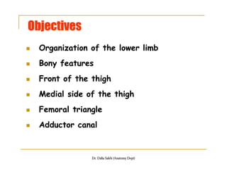Objectives
   Organization of the lower limb
   Bony features
   Front of the thigh
   Medial side of the thigh
   Femoral triangle
   Adductor canal


                 Dr. Dalia Saleh (Anatomy Dept)
 