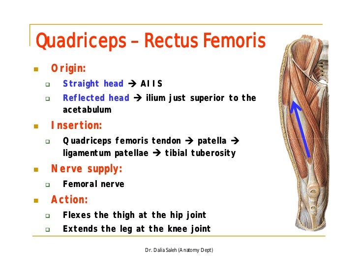 Quadriceps Muscle Origin Insertion Action Exercise vrogue.co