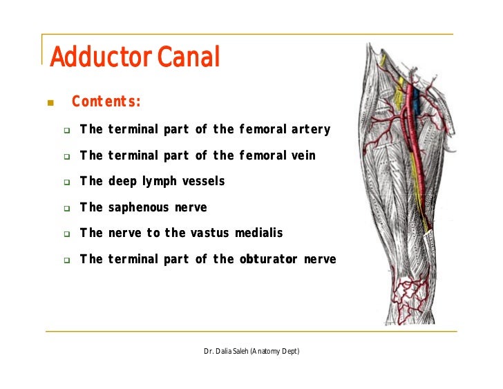 Organization of the ll, front and medial sides of thigh