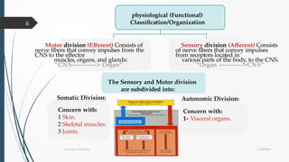 Organization of the Nervous System.pptx. | PPTX