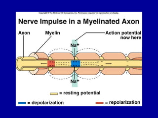organization of the Nervous System lecture 1..pptx