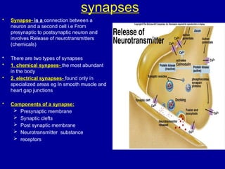 organization of the Nervous System lecture 1..pptx