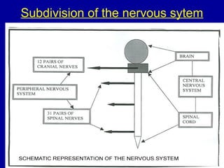 organization of the Nervous System lecture 1..pptx