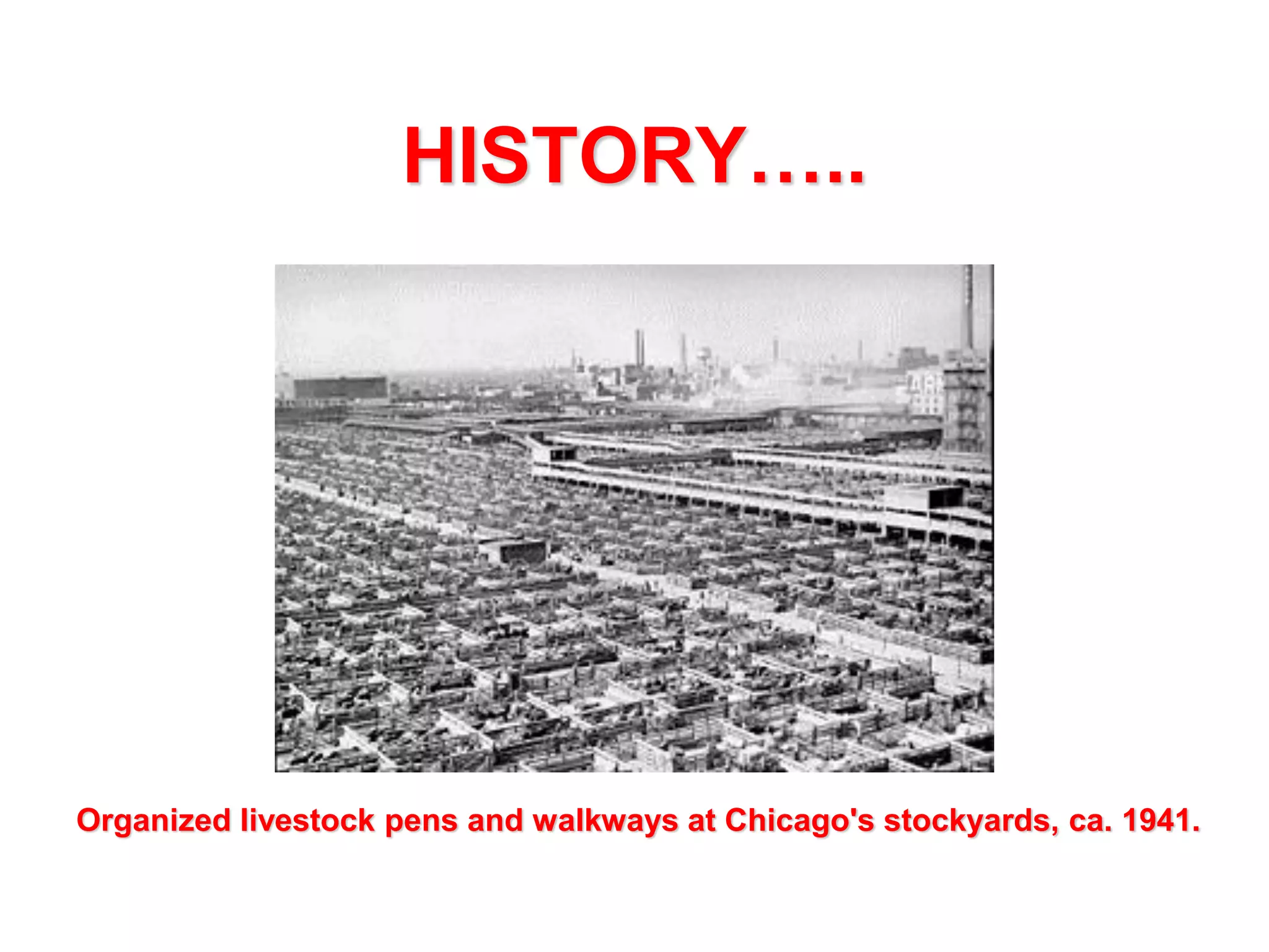 HISTORY…..

Organized livestock pens and walkways at Chicago's stockyards, ca. 1941.

 