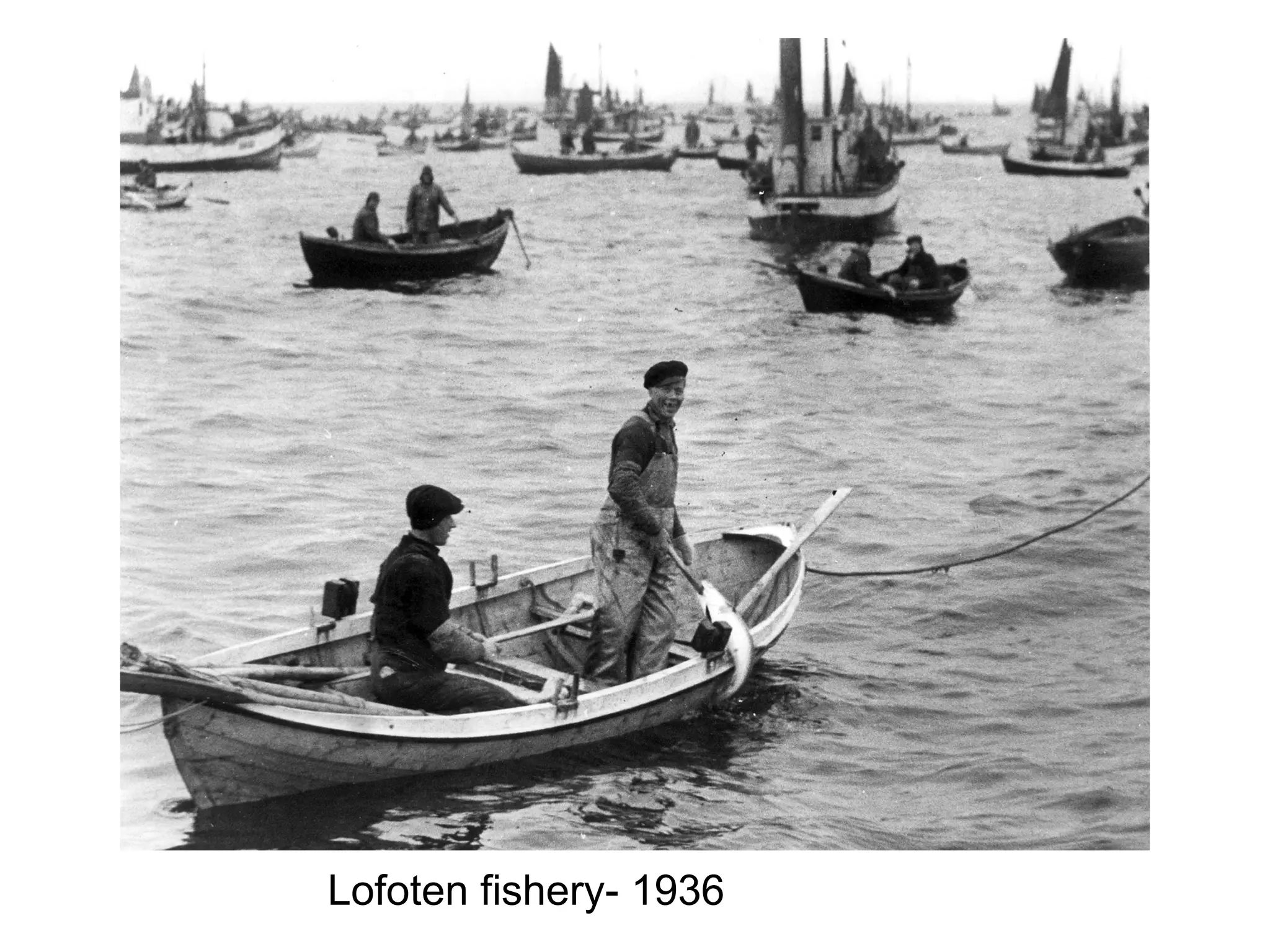 Lofoten fishery- 1936