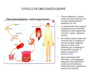 Organizzazione del corpo umano (1)