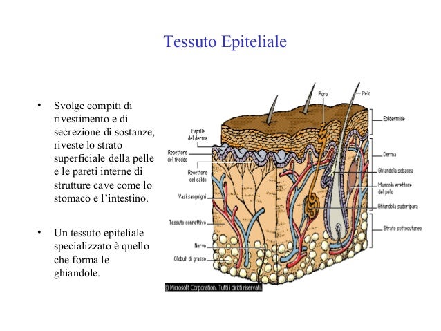 I Vari Tessuti Del Corpo Umano