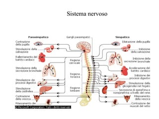 Sistema nervoso
 