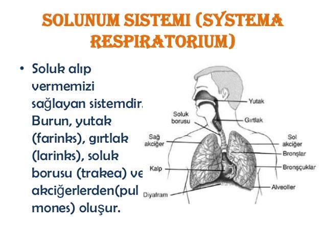 Organlar ve sistemler
