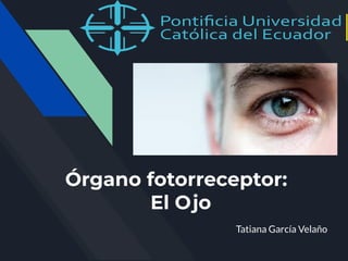Tatiana García Velaño
Órgano fotorreceptor:
El Ojo
 