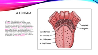 LA LENGUA
• La lengua es un hidrostato muscular,
un órgano (contiene glándulas salivales) móvil
situado en el interior de la boca, impar, medio y
simétrico, que desempeña importantes funciones
como la hidratación de boca y alimentos mediante la
salivación, la deglución, el lenguaje y el sentido del
gusto. Deglutir y hablar son acciones prácticamente
imposibles sin la saliva. La musculatura tiene un
origen hipobranquial como la epiglotis y es posterior
a la formación de la envoltura lingual. La amígdala
palatina tiene el mismo origen tímico que el resto de
los elementos del anillo de Waldeyer.
 