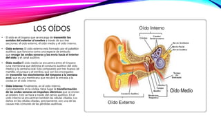 LOS OÍDOS
• El oído es el órgano que se encarga de transmitir los
sonidos del exterior al cerebro a través de sus tres
secciones: el oído externo, el oído medio y el oído interno.
• Oído externo: El oído externo está formado por el pabellón
auditivo, que funciona como una especie de embudo
que recoge las ondas sonoras y las envía hacia el interior
del oído, y el canal auditivo.
• Oído medio:El oído medio se encuentra entre el tímpano
(una membrana que delimita el conducto auditivo del oído
medio) y la ventana oval. Está compuesto por tres huesos (el
martillo, el yunque y el estribo), que son los encargados
de transmitir los movimientos del tímpano a la ventana
oval, que es una membrana que recubre la entrada a la
cóclea en el oído interno.
• Oído interno: Finalmente, en el oído interno,
concretamente en la cóclea, tiene lugar la transformación
de las ondas sonoras en impulsos eléctricos que se envían
al cerebro. Esto se hace a través del nervio auditivo. En el
oído interno se encuentran también las células ciliadas. Los
daños en las células ciliadas, precisamente, son una de las
causas más comunes de las pérdidas auditivas.
 