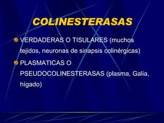 COLINESTERASAS VERDADERAS O TISULARES (muchos tejidos, neuronas de sinapsis colinérgicas) PLASMATICAS O PSEUDOCOLINESTERASAS (plasma, Galia, hígado) 
