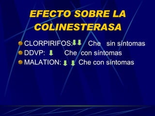EFECTO SOBRE LA COLINESTERASA CLORPIRIFOS:  Che  sin síntomas DDVP:  Che  con síntomas MALATION:  Che con síntomas 