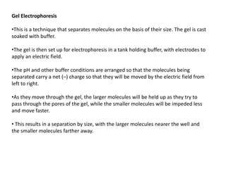 Gel Electrophoresis
•This is a technique that separates molecules on the basis of their size. The gel is cast
soaked with buffer.
•The gel is then set up for electrophoresis in a tank holding buffer, with electrodes to
apply an electric field.
•The pH and other buffer conditions are arranged so that the molecules being
separated carry a net (–) charge so that they will be moved by the electric field from
left to right.
•As they move through the gel, the larger molecules will be held up as they try to
pass through the pores of the gel, while the smaller molecules will be impeded less
and move faster.
• This results in a separation by size, with the larger molecules nearer the well and
the smaller molecules farther away.
 