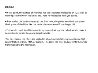 Blocking
•At this point, the surface of the filter has the separated molecules on it, as well as
many spaces between the lanes, etc., here no molecules have yet bound.
• If we added the probe directly to the filter now, the probe would stick to these
blank parts of the filter, like the molecules transferred from the gel did.
• This would result in a filter completely covered with probe, which would make it
impossible to locate the probe-target hybrids.
•For this reason, the filters are soaked in a blocking solution, high contains a high
concentration of DNA, RNA, or protein. This coats the filter and prevents the probe
from sticking to the filter itself.
 
