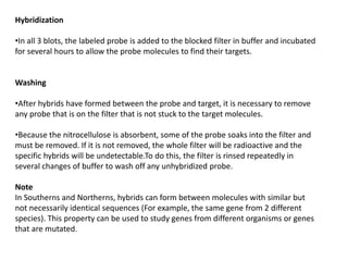 Hybridization
•In all 3 blots, the labeled probe is added to the blocked filter in buffer and incubated
for several hours to allow the probe molecules to find their targets.
Washing
•After hybrids have formed between the probe and target, it is necessary to remove
any probe that is on the filter that is not stuck to the target molecules.
•Because the nitrocellulose is absorbent, some of the probe soaks into the filter and
must be removed. If it is not removed, the whole filter will be radioactive and the
specific hybrids will be undetectable.To do this, the filter is rinsed repeatedly in
several changes of buffer to wash off any unhybridized probe.
Note
In Southerns and Northerns, hybrids can form between molecules with similar but
not necessarily identical sequences (For example, the same gene from 2 different
species). This property can be used to study genes from different organisms or genes
that are mutated.
 
