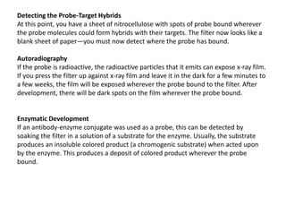 Detecting the Probe-Target Hybrids
At this point, you have a sheet of nitrocellulose with spots of probe bound wherever
the probe molecules could form hybrids with their targets. The filter now looks like a
blank sheet of paper—you must now detect where the probe has bound.
Autoradiography
If the probe is radioactive, the radioactive particles that it emits can expose x-ray film.
If you press the filter up against x-ray film and leave it in the dark for a few minutes to
a few weeks, the film will be exposed wherever the probe bound to the filter. After
development, there will be dark spots on the film wherever the probe bound.
Enzymatic Development
If an antibody-enzyme conjugate was used as a probe, this can be detected by
soaking the filter in a solution of a substrate for the enzyme. Usually, the substrate
produces an insoluble colored product (a chromogenic substrate) when acted upon
by the enzyme. This produces a deposit of colored product wherever the probe
bound.
 