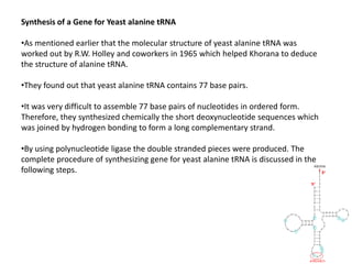 Synthesis of a Gene for Yeast alanine tRNA
•As mentioned earlier that the molecular structure of yeast alanine tRNA was
worked out by R.W. Holley and coworkers in 1965 which helped Khorana to deduce
the structure of alanine tRNA.
•They found out that yeast alanine tRNA contains 77 base pairs.
•It was very difficult to assemble 77 base pairs of nucleotides in ordered form.
Therefore, they synthesized chemically the short deoxynucleotide sequences which
was joined by hydrogen bonding to form a long complementary strand.
•By using polynucleotide ligase the double stranded pieces were produced. The
complete procedure of synthesizing gene for yeast alanine tRNA is discussed in the
following steps.
 