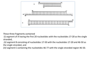 These three fragments contained
(i) segment of A having the first 20 nucleotides with the nucleotides 17-20 as the single
stranded,
(ii) segment B consisting of nucleotides 17-50 with the nucleotides 17-20 and 46-50 as
the single stranded, and
(iii) segment C containing the nucleotides 46-77 with the single stranded region 46-50.
 