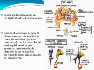⚫ El oído medioactúacomoun
multiplicadorde la función sonora.
⚫ Cuandoel sonidoque penetraal
oídoes muy intenso, se activa un
mecanismode frenoqueestá
determinadopor los músculosdel
estriboydel martillo, que
aumentan la resistenciaa la
vibraciónde los huesecillos
protegiendoasí las células ciliadas
del oído interno.
 