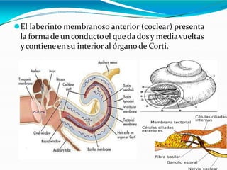 ⚫El laberinto membranoso anterior (coclear) presenta
la formade un conductoel quedadosy mediavueltas
ycontieneen su interioral órgano de Corti.
 